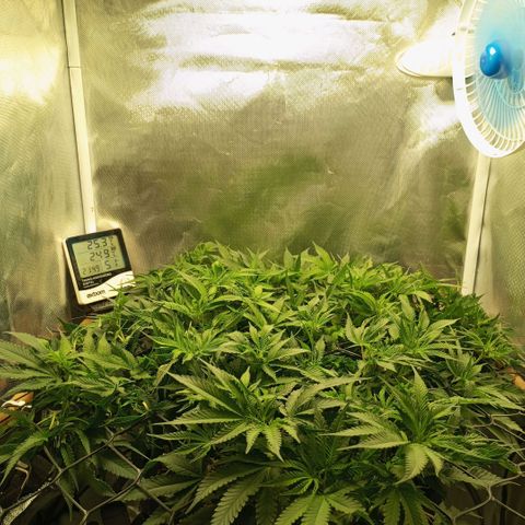 Moby Dick fotoperíodo BSF growlog timeline photo