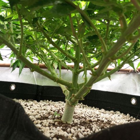 Moby Dick fotoperíodo BSF growlog timeline photo