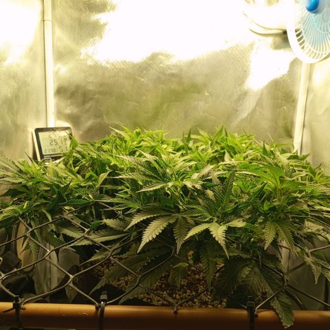 Moby Dick fotoperíodo BSF growlog timeline photo
