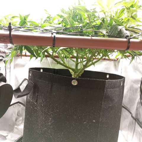 Moby Dick fotoperíodo BSF growlog timeline photo