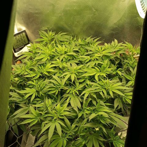 Moby Dick fotoperíodo BSF growlog timeline photo