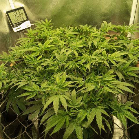 Moby Dick fotoperíodo BSF growlog timeline photo