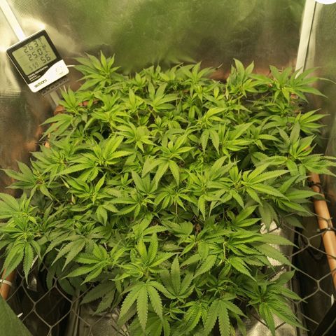 Moby Dick fotoperíodo BSF growlog timeline photo