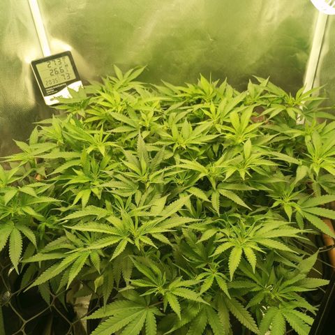 Moby Dick fotoperíodo BSF growlog timeline photo