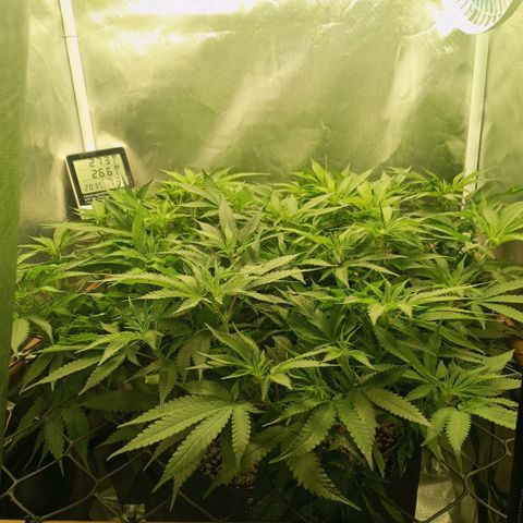 Moby Dick fotoperíodo BSF growlog timeline photo