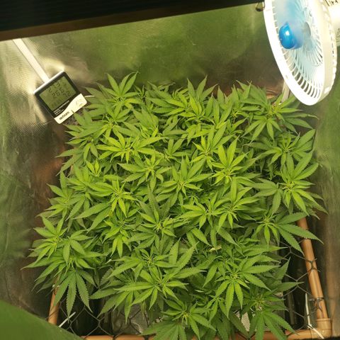 Moby Dick fotoperíodo BSF growlog timeline photo