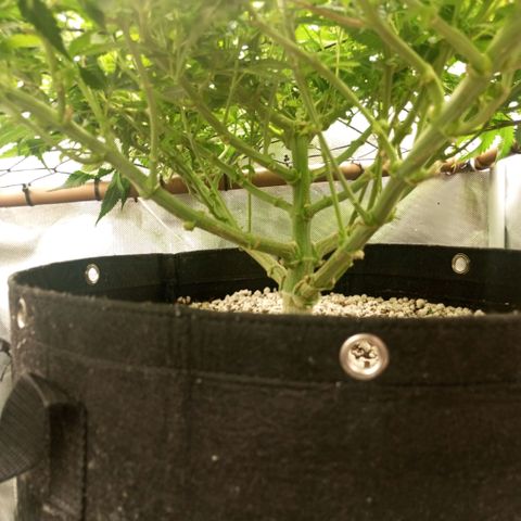 Moby Dick fotoperíodo BSF growlog timeline photo