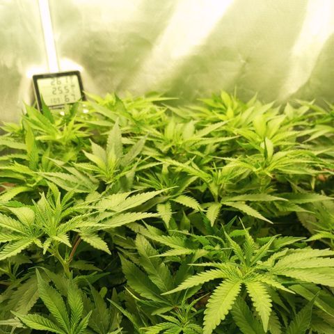 Moby Dick fotoperíodo BSF growlog timeline photo