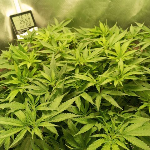 Moby Dick fotoperíodo BSF growlog timeline photo