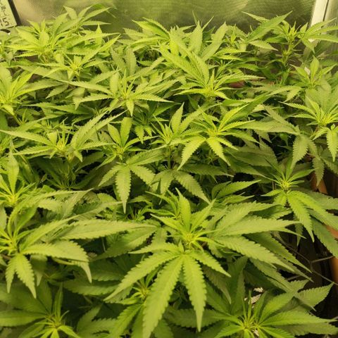 Moby Dick fotoperíodo BSF growlog timeline photo