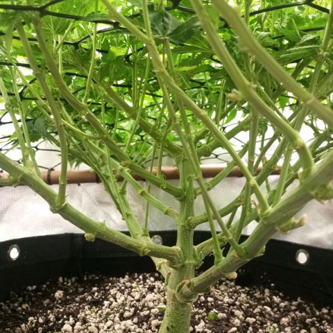 Moby Dick fotoperíodo BSF growlog timeline photo