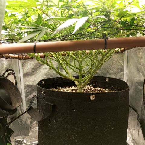 Moby Dick fotoperíodo BSF growlog timeline photo