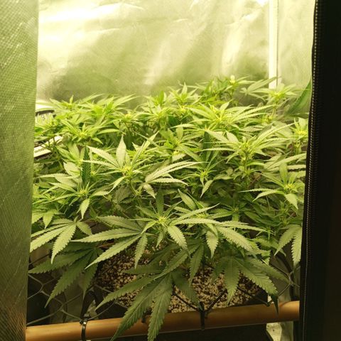 Moby Dick fotoperíodo BSF growlog timeline photo