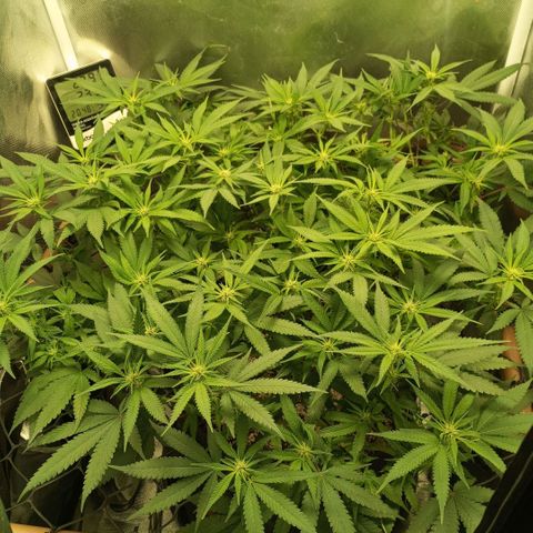 Moby Dick fotoperíodo BSF growlog timeline photo