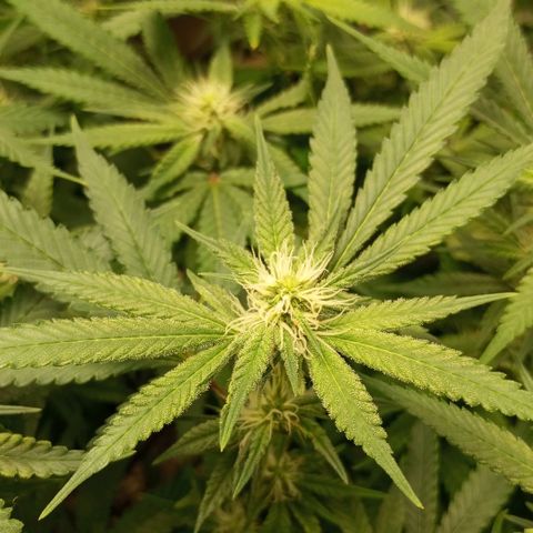 Moby Dick fotoperíodo BSF growlog timeline photo