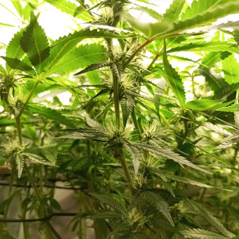 Moby Dick fotoperíodo BSF growlog timeline photo