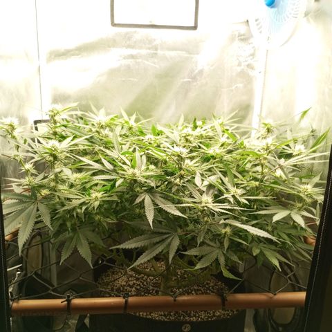 Moby Dick fotoperíodo BSF growlog timeline photo