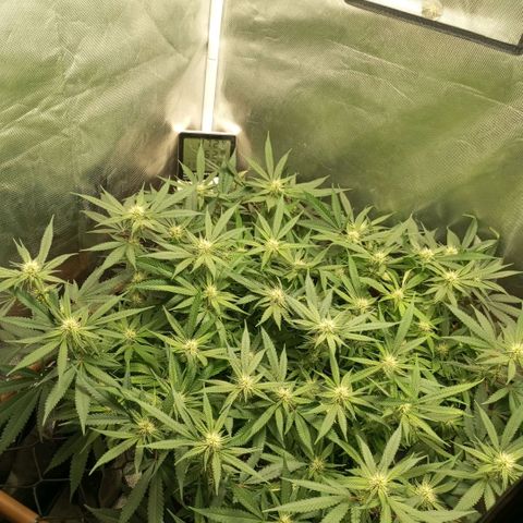 Moby Dick fotoperíodo BSF growlog timeline photo