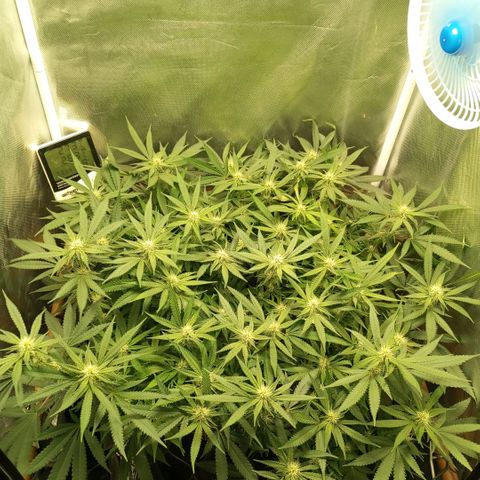 Moby Dick fotoperíodo BSF growlog timeline photo
