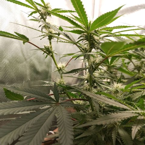 Moby Dick fotoperíodo BSF growlog timeline photo