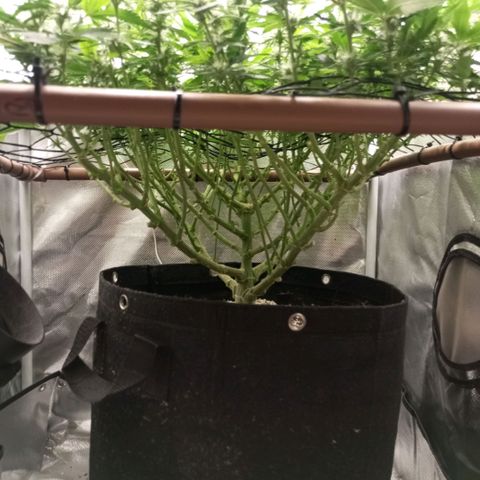 Moby Dick fotoperíodo BSF growlog timeline photo