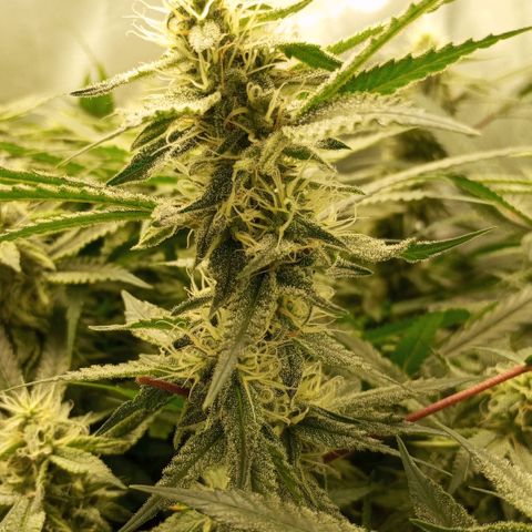 Moby Dick fotoperíodo BSF growlog timeline photo
