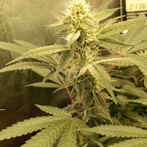 Moby Dick fotoperíodo BSF growlog timeline photo