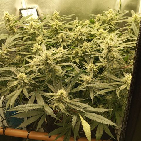 Moby Dick fotoperíodo BSF growlog timeline photo