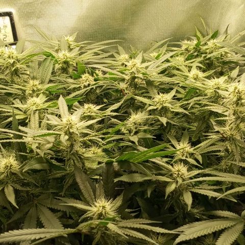 Moby Dick fotoperíodo BSF growlog timeline photo