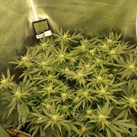 Moby Dick fotoperíodo BSF growlog timeline photo