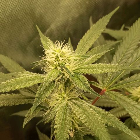 Moby Dick fotoperíodo BSF growlog timeline photo