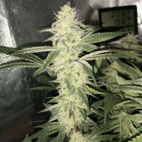 Moby Dick fotoperíodo BSF growlog timeline photo