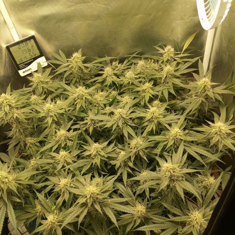 Moby Dick fotoperíodo BSF growlog timeline photo