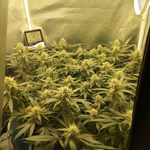 Moby Dick fotoperíodo BSF growlog timeline photo