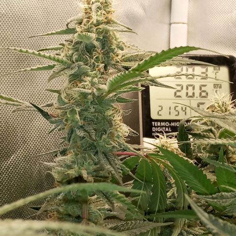 Moby Dick fotoperíodo BSF growlog timeline photo