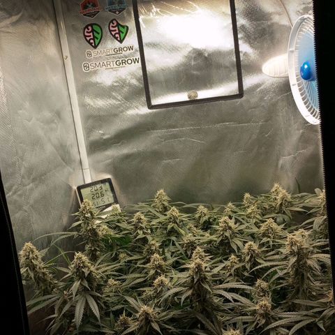 Moby Dick fotoperíodo BSF growlog timeline photo
