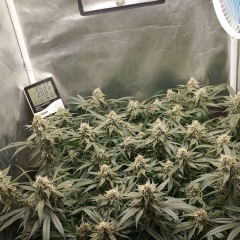 Moby Dick fotoperíodo BSF growlog timeline photo