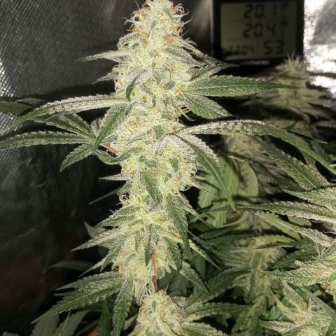 Moby Dick fotoperíodo BSF growlog timeline photo