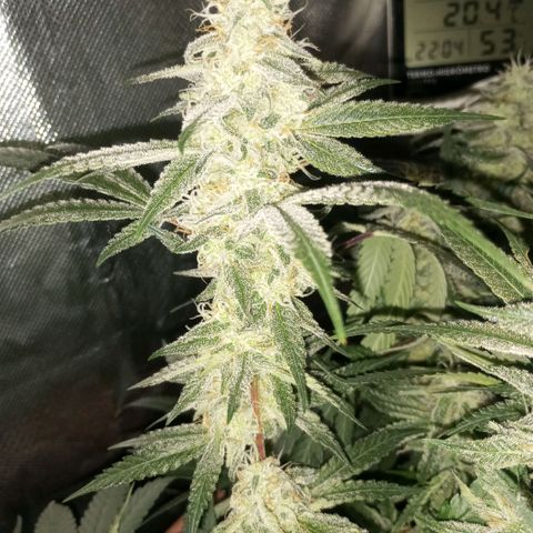 Moby Dick fotoperíodo BSF growlog timeline photo