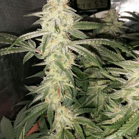 Moby Dick fotoperíodo BSF growlog timeline photo