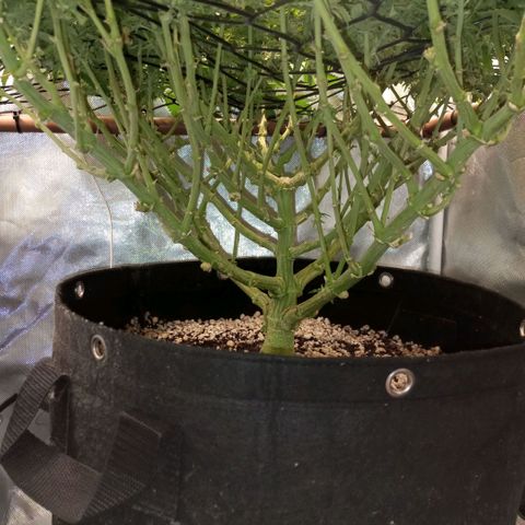 Moby Dick fotoperíodo BSF growlog timeline photo