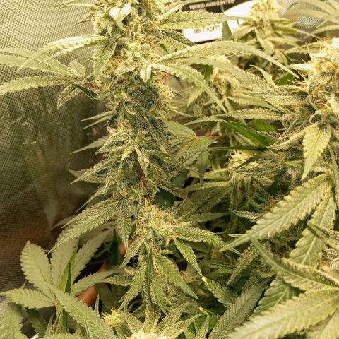 Moby Dick fotoperíodo BSF growlog timeline photo