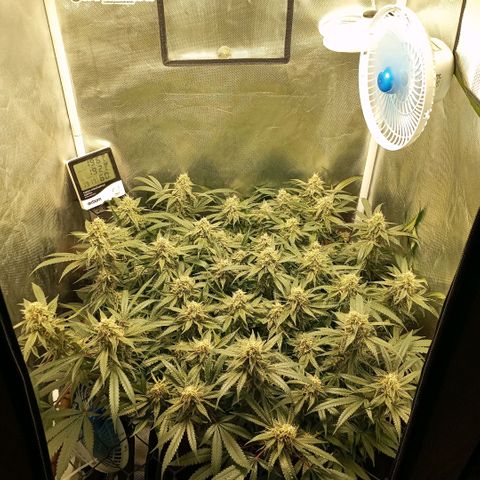 Moby Dick fotoperíodo BSF growlog timeline photo