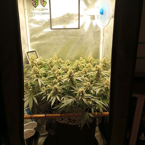 Moby Dick fotoperíodo BSF growlog timeline photo