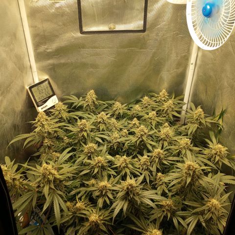 Moby Dick fotoperíodo BSF growlog timeline photo