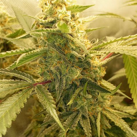 Moby Dick fotoperíodo BSF growlog timeline photo