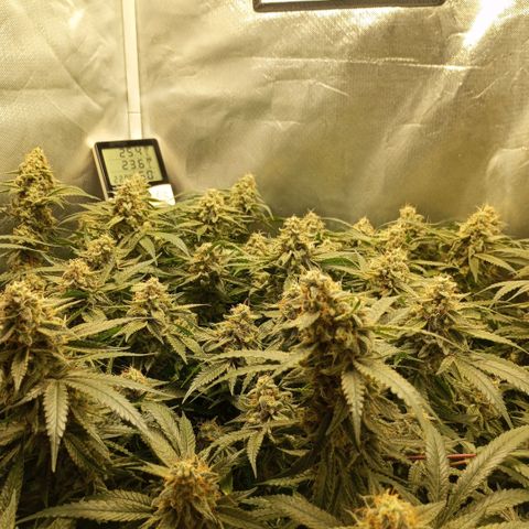 Moby Dick fotoperíodo BSF growlog timeline photo