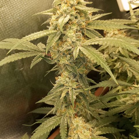 Moby Dick fotoperíodo BSF growlog timeline photo