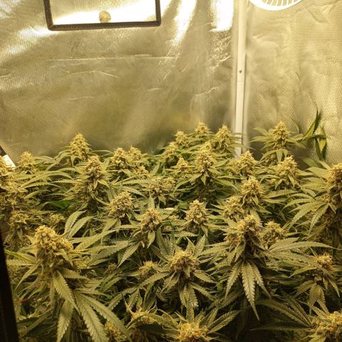 Moby Dick fotoperíodo BSF growlog timeline photo