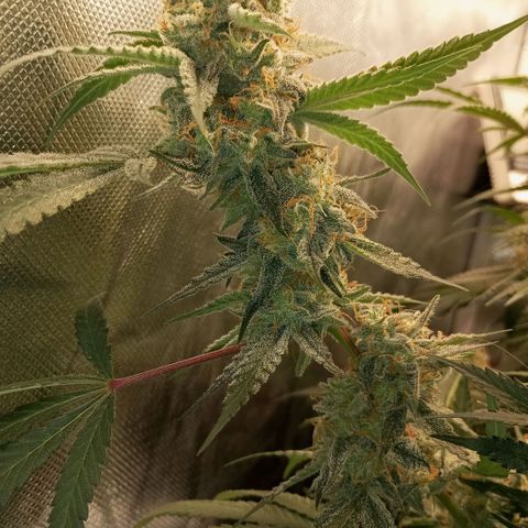Moby Dick fotoperíodo BSF growlog timeline photo